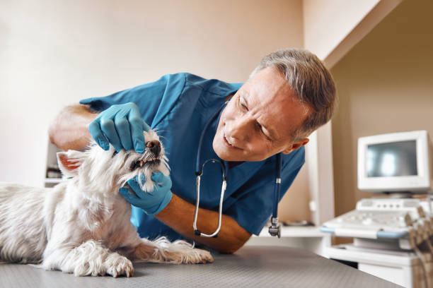 Best Root Canal Emergency Dentist  in Brown City, MI